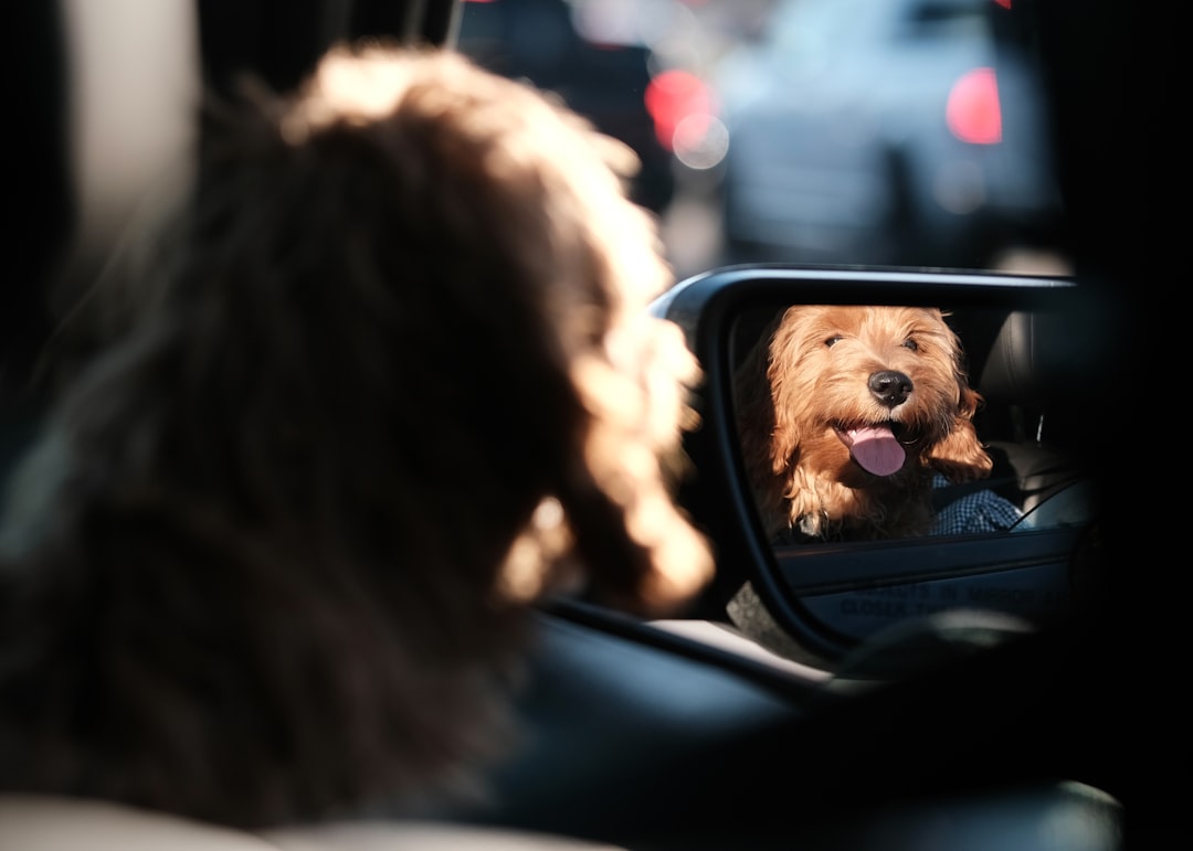 Happy dog reflected in a car's side mirror